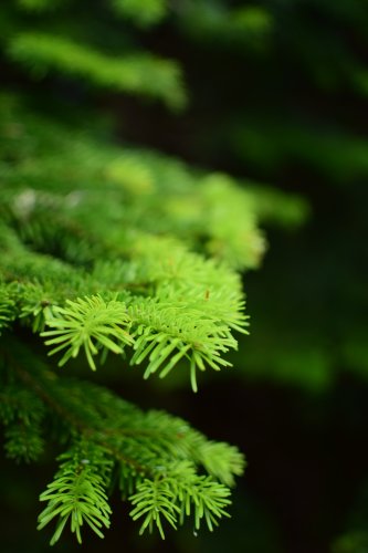 Bakhmaro misty forest